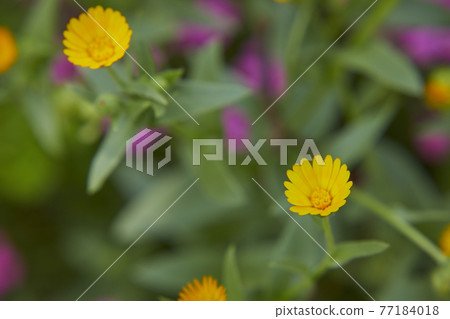 可愛的黃色扶餘設拉子 77184018