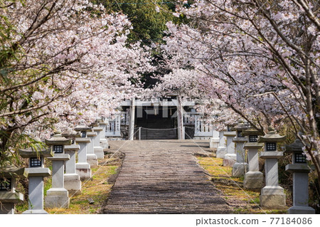 Ryuo Park Sakura at Kawahigashi Hachiman Shrine (Takamatsu City, Kagawa Prefecture) Ryuo Park Sakura at Kawahigashi Hachiman Shrine (Takamatsu City, Kagawa Prefecture) 77184086