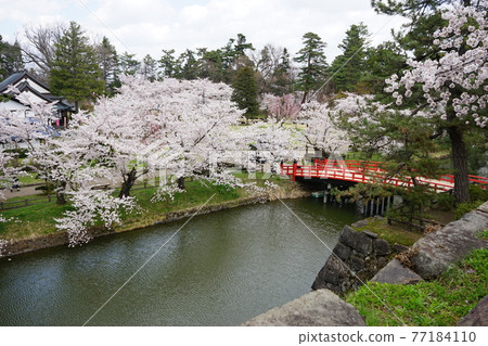 Hirosaki Park, a famous place for cherry blossoms 77184110