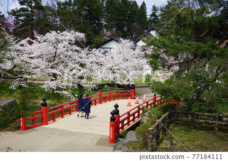 Hirosaki Park, a famous place for cherry blossoms Hirosaki Park, a famous place for cherry blossoms 77184111