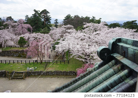 櫻花名勝弘前公園 櫻花名勝弘前公園 77184123