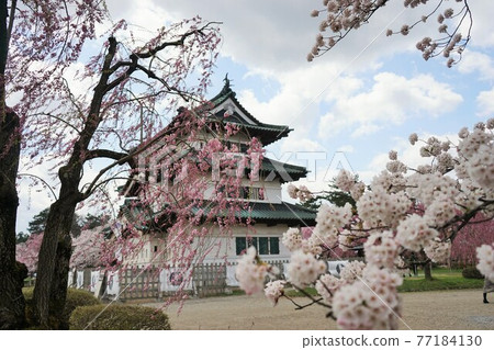 櫻花名勝弘前公園 櫻花名勝弘前公園 77184130