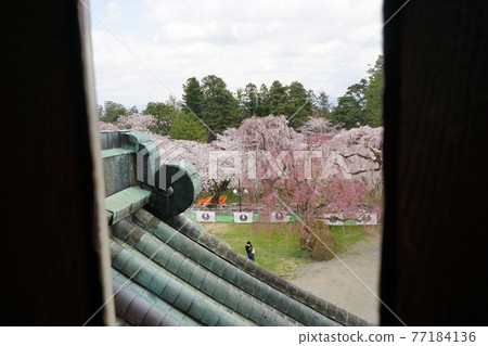 櫻花名勝弘前公園 77184136