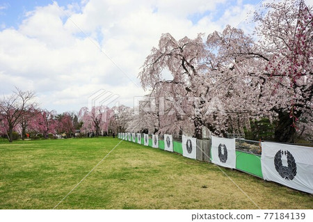 櫻花名勝弘前公園 櫻花名勝弘前公園 77184139