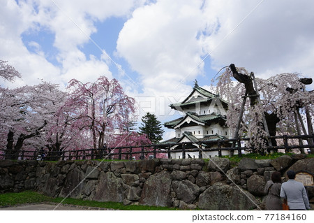 Hirosaki Park, a famous place for cherry blossoms Hirosaki Park, a famous place for cherry blossoms 77184160