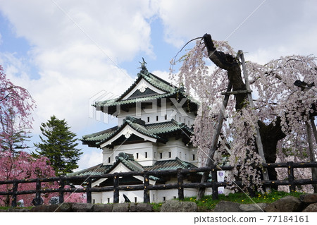 櫻花名勝弘前公園 77184161