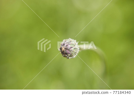 Beautiful cornflower Beautiful cornflower 77184340