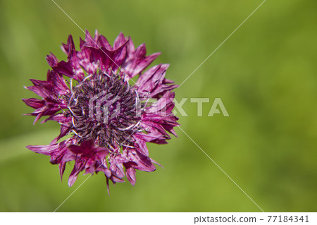 Beautiful cornflower Beautiful cornflower 77184341