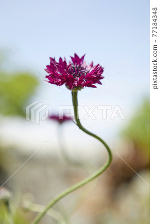 Beautiful cornflower Beautiful cornflower 77184348