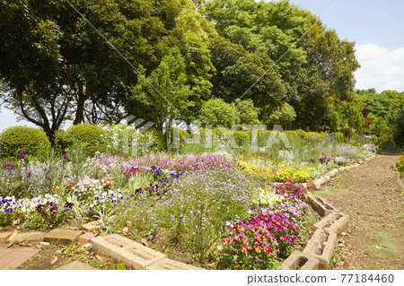 Flower garden on a sunny day Flower garden on a sunny day 77184460