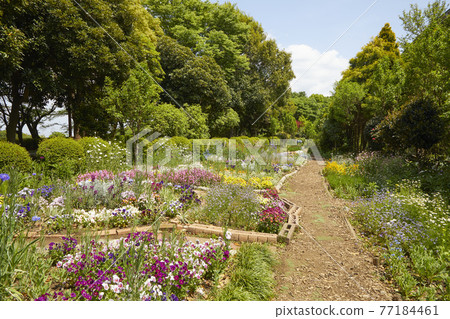 Flower garden on a sunny day 77184461