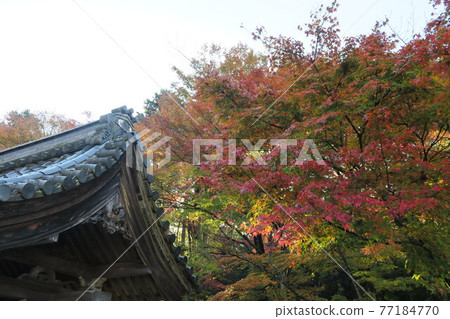 百齋寺-正門的紅葉- 77184770