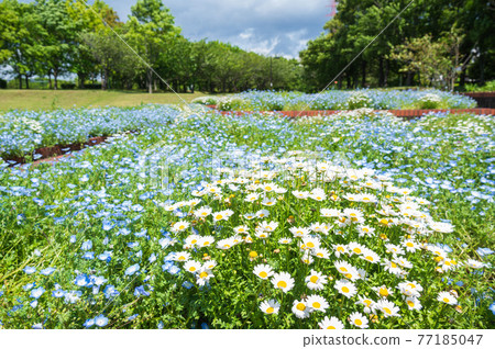 北極和Nemophila Hokuso Hanaoka Park 77185047
