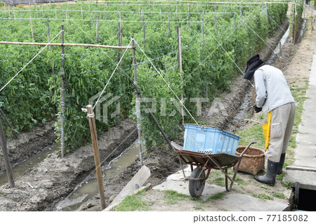 Spring, at the time of harvest 77185082