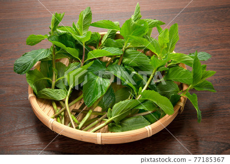 莫吉托薄荷、耶爾巴布埃納 莫吉托薄荷、耶爾巴布埃納 77185367
