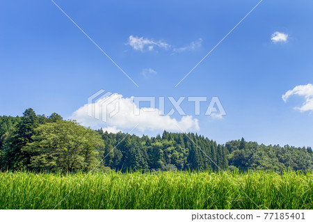 Satoyama和稻田 77185401