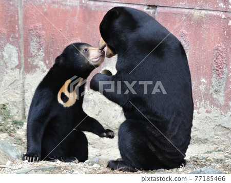 Sun bear parent and child Sun bear parent and child 77185466