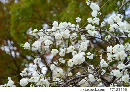 Blooming flowers Peach blossoms 8 77185566