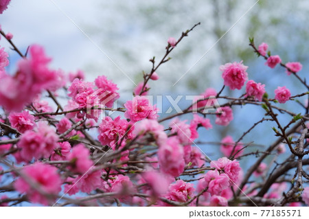 Blooming flowers Peach blossoms 13 Blooming flowers Peach blossoms 13 77185571
