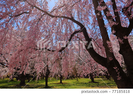 Sakura in Hirosaki Castle, Hirosaki Park, Hirosaki City, Aomori Prefecture 77185818