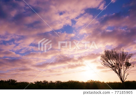 Magic hour pink sky and clouds at dusk with copy space Magic hour pink sky and clouds at dusk with copy space 77185905