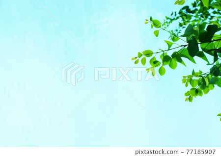 Bright image: Fresh green leaves and cloudless sky with copy space Bright image: Fresh green leaves and cloudless sky with copy space 77185907