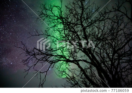 Aurora that makes the trees shine 77186059