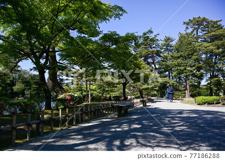 漫步在清新的綠色兼六園的遊客 漫步在清新的綠色兼六園的遊客 77186288