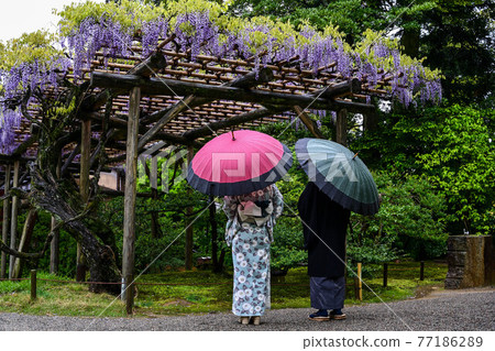 漫步在清新的綠色兼六園的遊客 漫步在清新的綠色兼六園的遊客 77186289