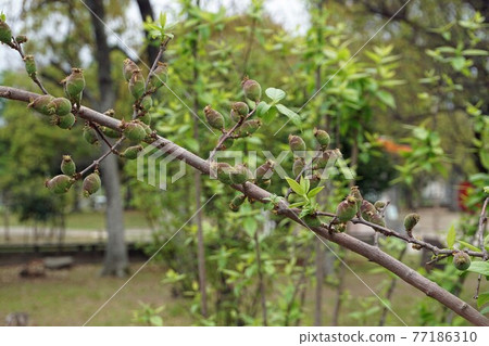 魯拜的年輕果子 77186310