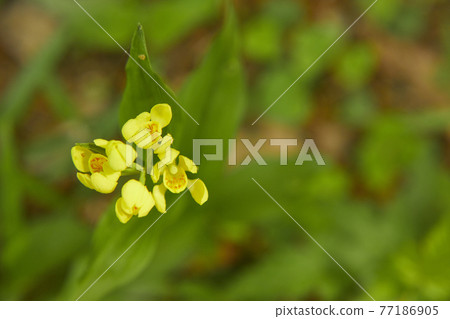 Kinran blooming in the forest Kinran blooming in the forest 77186905