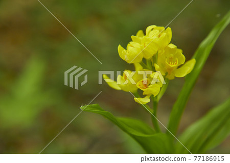 Kinran blooming in the forest 77186915