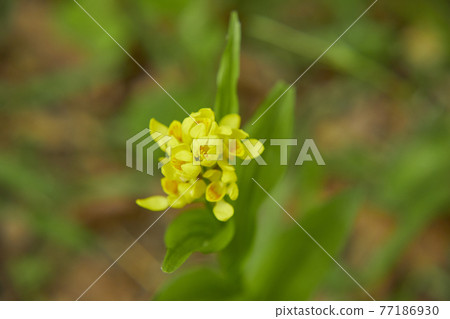 Kinran blooming in the forest 77186930