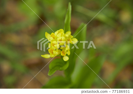 Kinran blooming in the forest 77186931