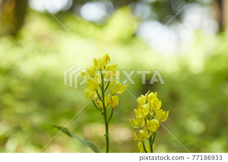 Kinran blooming in the forest Kinran blooming in the forest 77186933