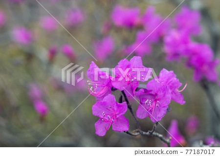 Flowering of Ezomurasaki azalea 77187017