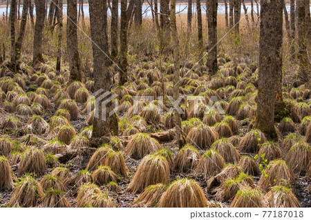 Yachibozu Tatsukobu湖 77187018