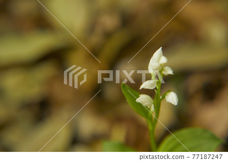 Ginran that blooms small and healthy 77187247