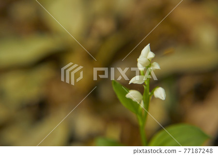 Ginran that blooms small and healthy 77187248