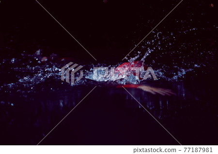 triathlon athlete swimming in dark night wearing wetsuit 77187981