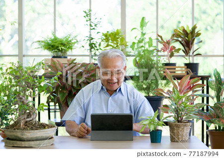 A retired old man use wireless communication via a tablet computer to inquire about indoor garden care from botanist. The morning atmosphere in the greenhouse planting room. 77187994