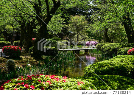 杜鵑花的新鮮綠色兼六園 照片素材 圖片 圖庫