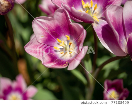 Purple tulips on a sunny day (purple elegance) Purple tulips on a sunny day (purple elegance) 77188409