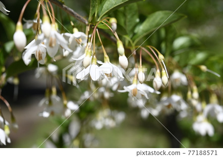 安息香花 安息香花 77188571