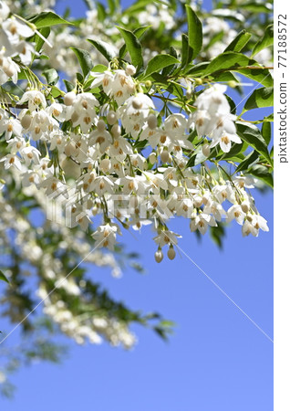 安息香花 安息香花 77188572