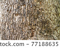 Trees 77188635