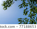 Looking up at the sky and fresh green 77188653