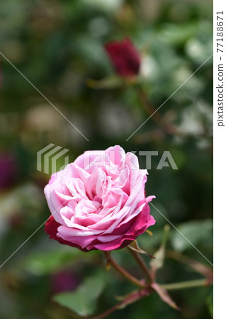 Rose flower Rose flower 77188671