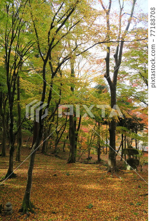 百齋寺-本房園的紅葉- 77188708