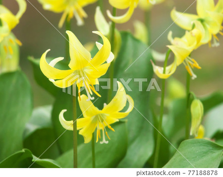 Kibana Katakuri in full bloom Kibana Katakuri in full bloom 77188878